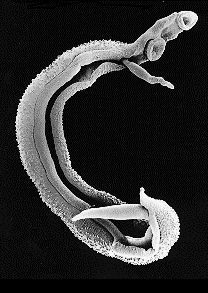 Schistosomiasis worms