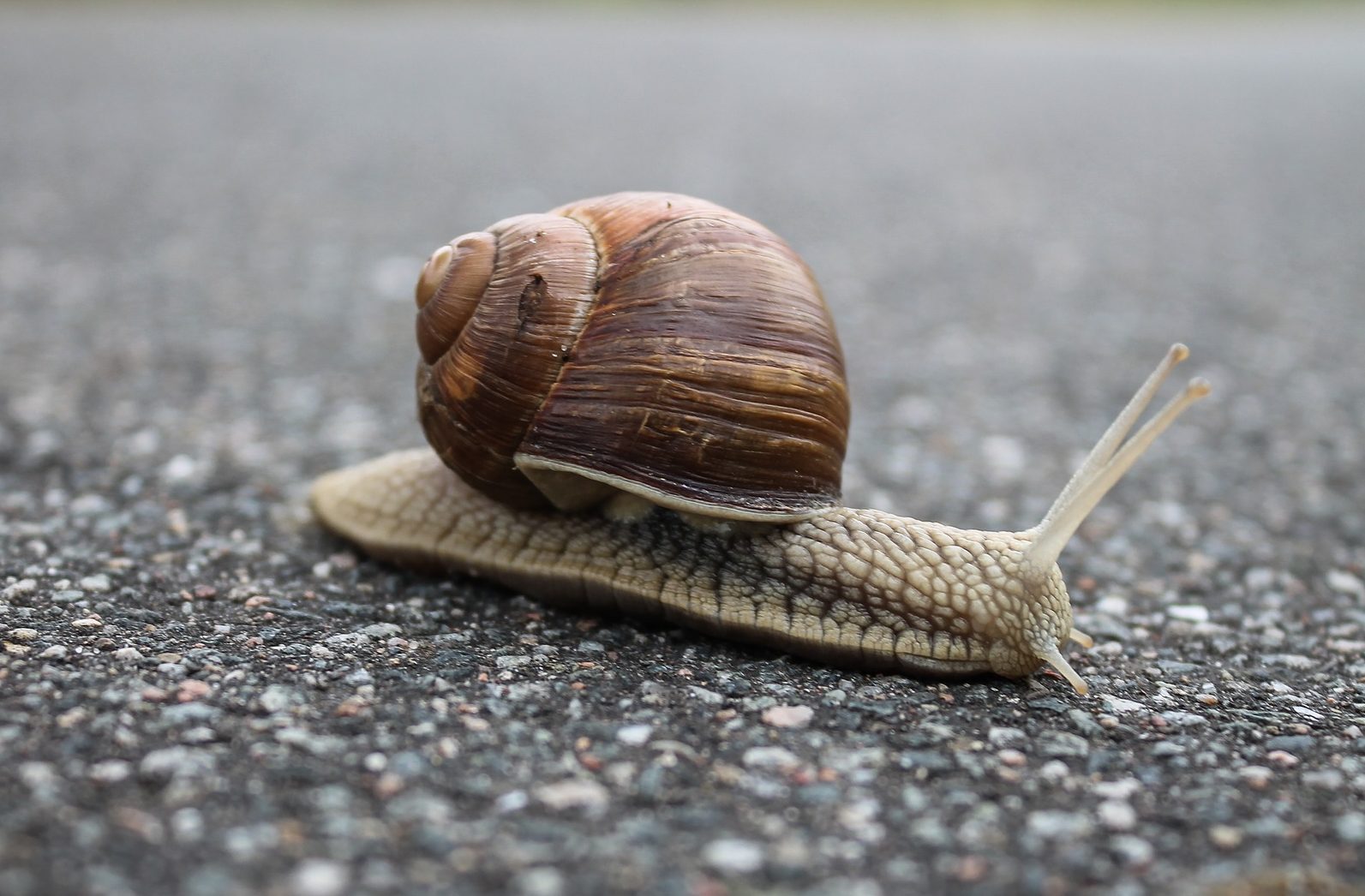 What Germs Do Snails Carry 