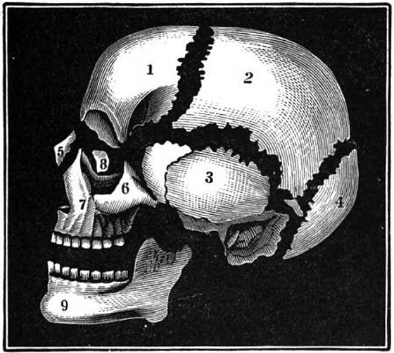 Image of the Week: "Bones of the Head" - Scope