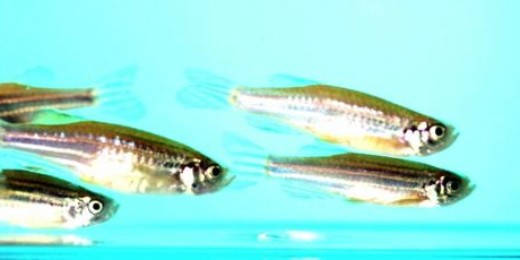 The importance of the zebrafish in biomedicine