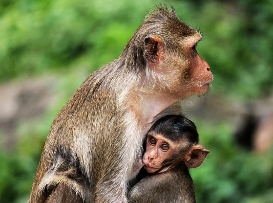monkey and mama