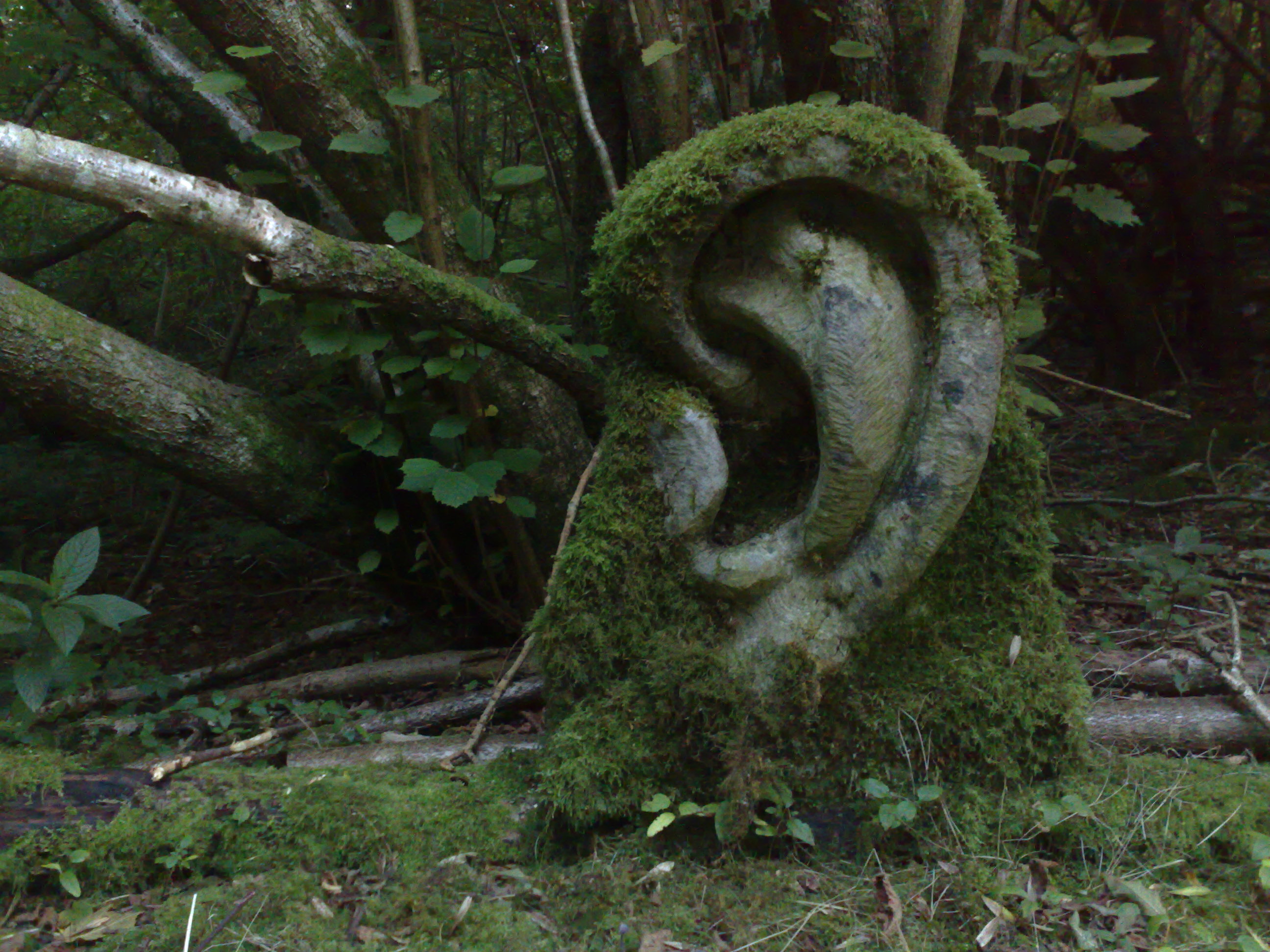 ear sculpture in the woods