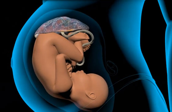 Fetus-Placenta-copy-3