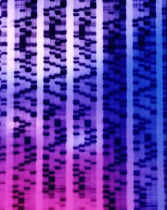 B0001669 DNA sequencing autoradiograph - coloured
