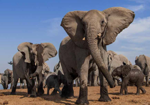 Stanford researcher on elephants: “We should value animals that have the same level of sophistication that we do"