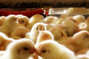 chicks for production