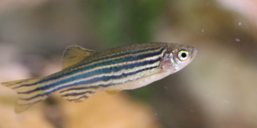 Zebrafish: A must-have for biomedical labs