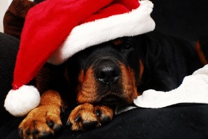 dog in Santa hat - small