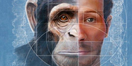 Chimps and humans face-off in Stanford study on inter-species variation