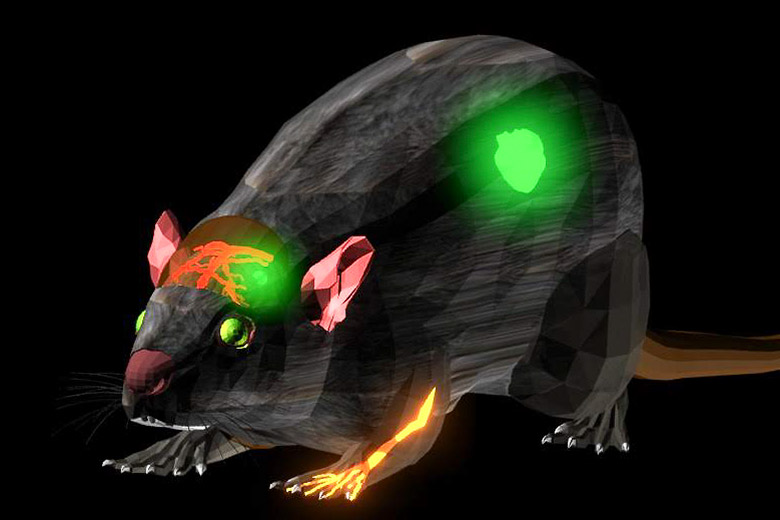 mouse graphic with regions lit up