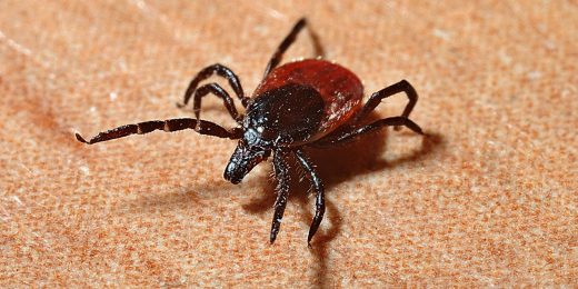 Researchers identify new compounds with potential to combat Lyme disease