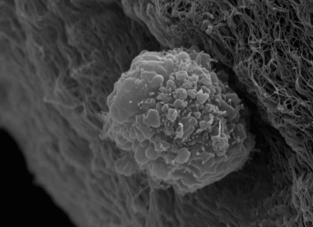 “Home away from home”: Artificial muscle fibers keep lab-grown stem cells happy