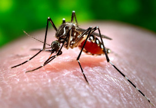 Study reveals human genes, non-essential to us, that dengue, Zika, hepatitis C viruses depend on
