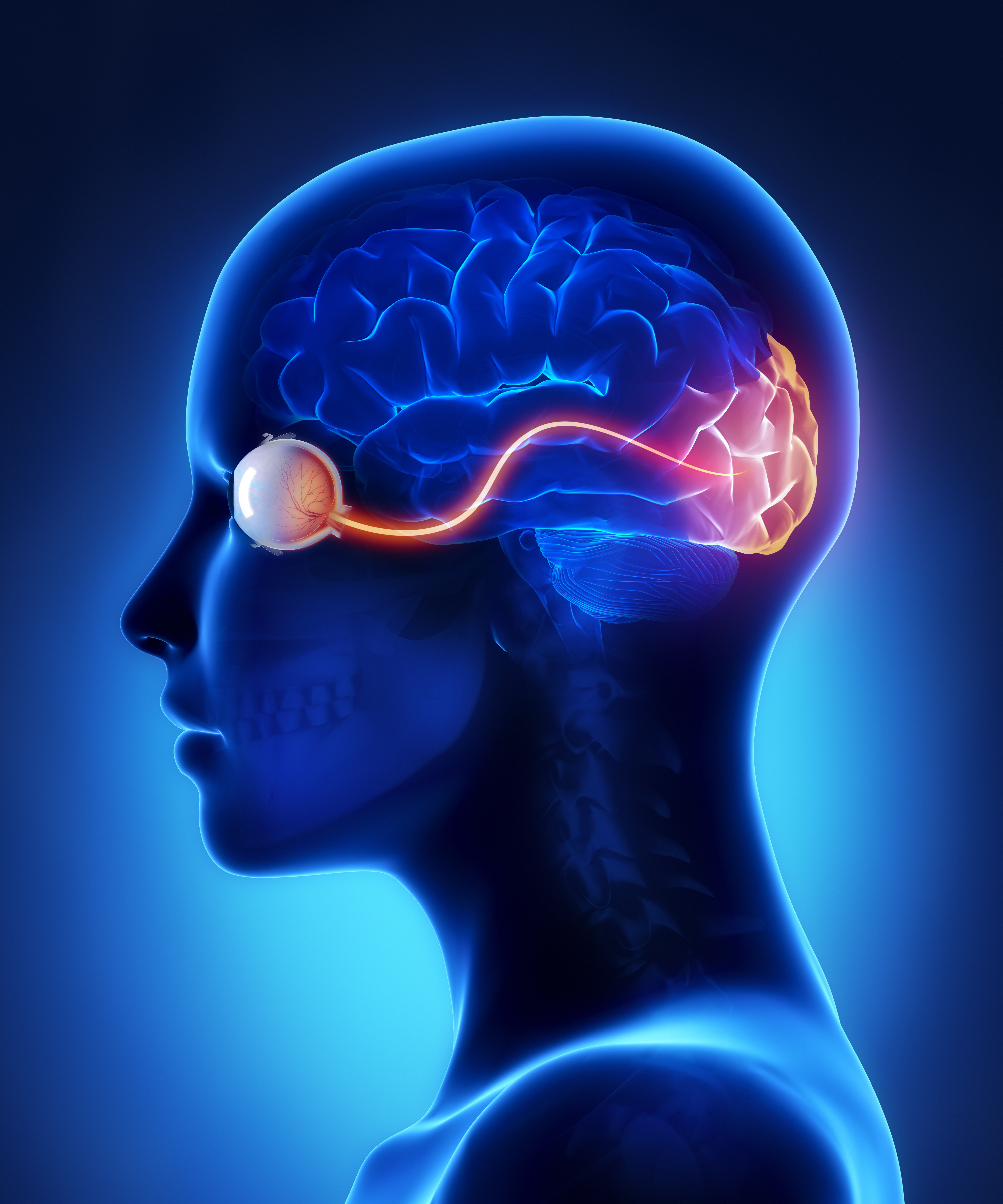 Зрительный нерв в головной мозг. Головной мозг и глаза. Зрение и мозг.