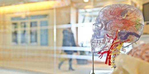 Dr. B’s brain collection helps local students learn anatomy