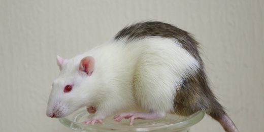 Rat-grown mouse pancreases reverse diabetes in mice, say researchers