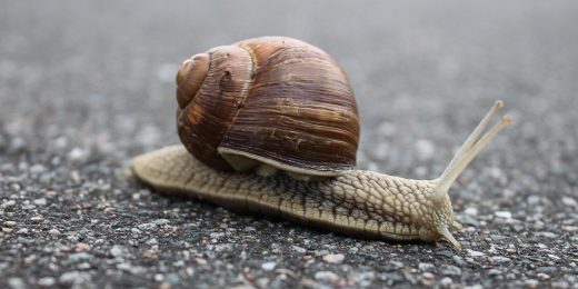Snails can travel far, spreading disease, researchers find