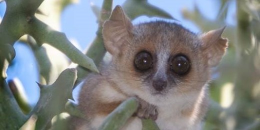 In Madagascar, Stanford researchers are working to improve health — and studying lemurs