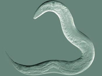 Fatty worms live longer, according to Stanford study