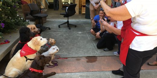 PAWS, Stanford Medicine’s therapy dogs program, turns 20