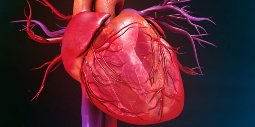 Strong hearts need strong blood vessels — lab neighbors discover