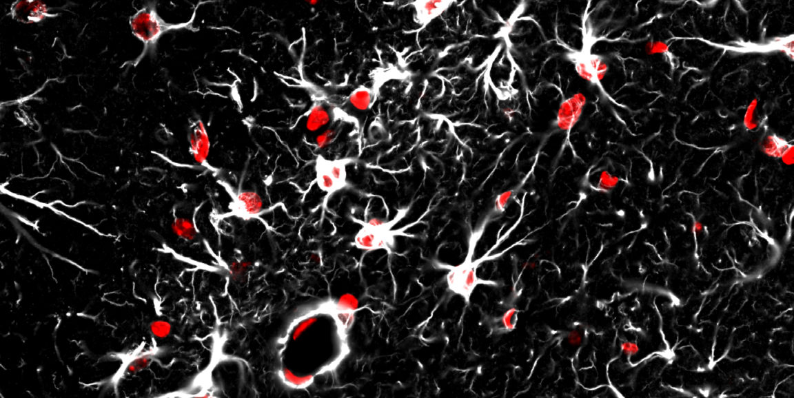 astrocytes and blood vessels