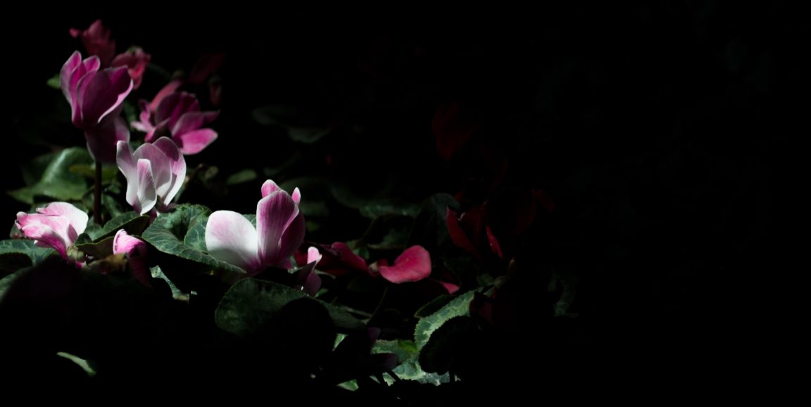 bright flowers surrounded by darkness