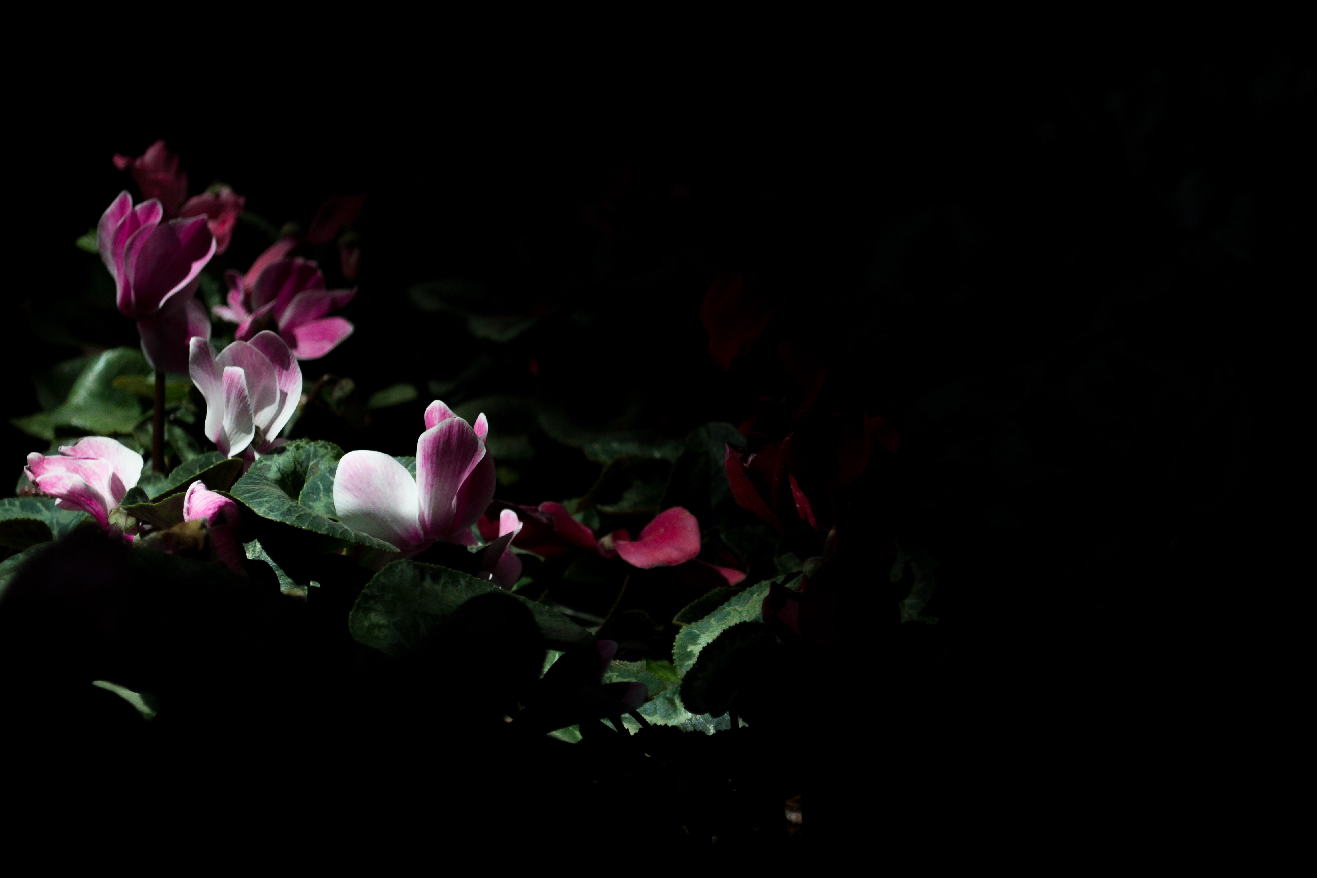 bright flowers surrounded by darkness