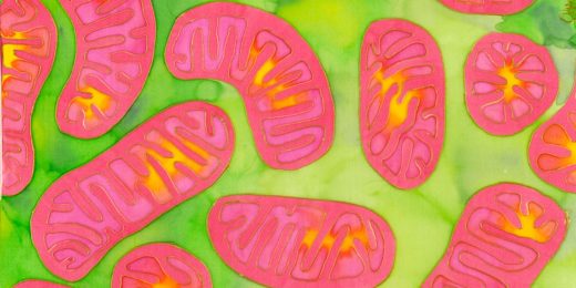 Defects in mitochondria, cells’ internal power packs, further linked to Parkinson’s in Stanford study
