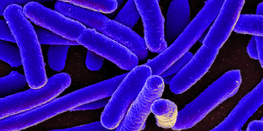Big bacteria may be easier to kill, new research suggests