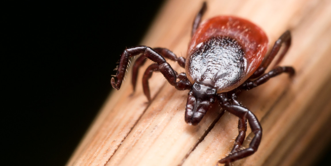 An adult female deer tick crawling on piece of straw