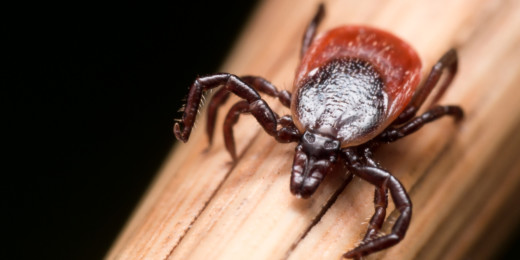Is climate change fueling the spread of Lyme disease? A podcast