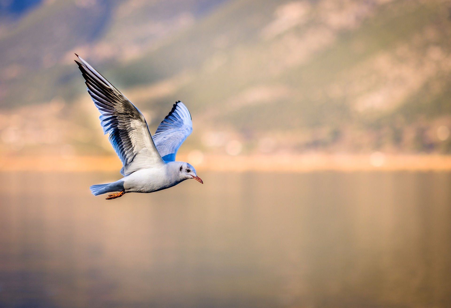 short video of birds flying