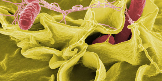 Some gut bacteria protect against Salmonella, new research suggests