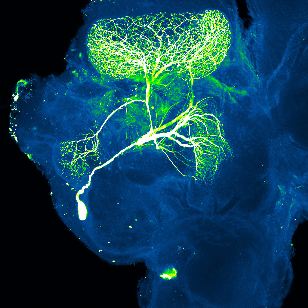 neuron in insect brain
