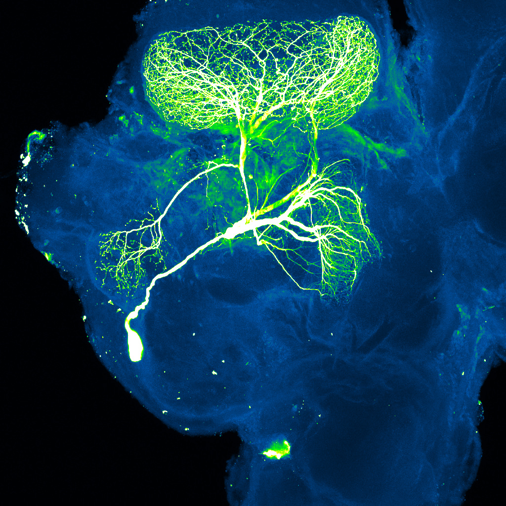 A nanoparticle opens new windows into neuroscience and biology - Scope