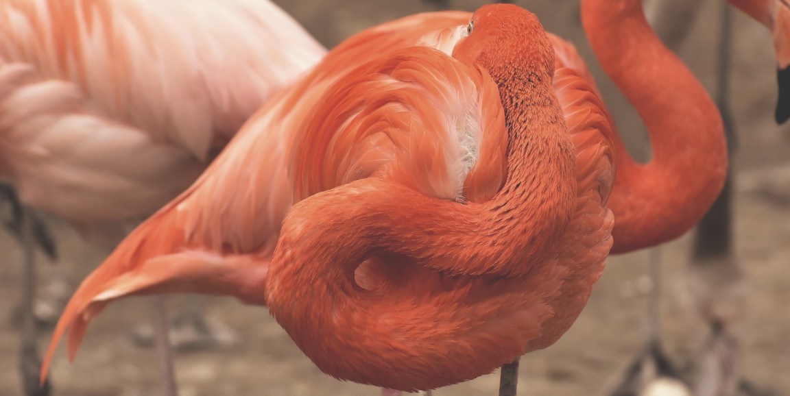 flamingo sleeping