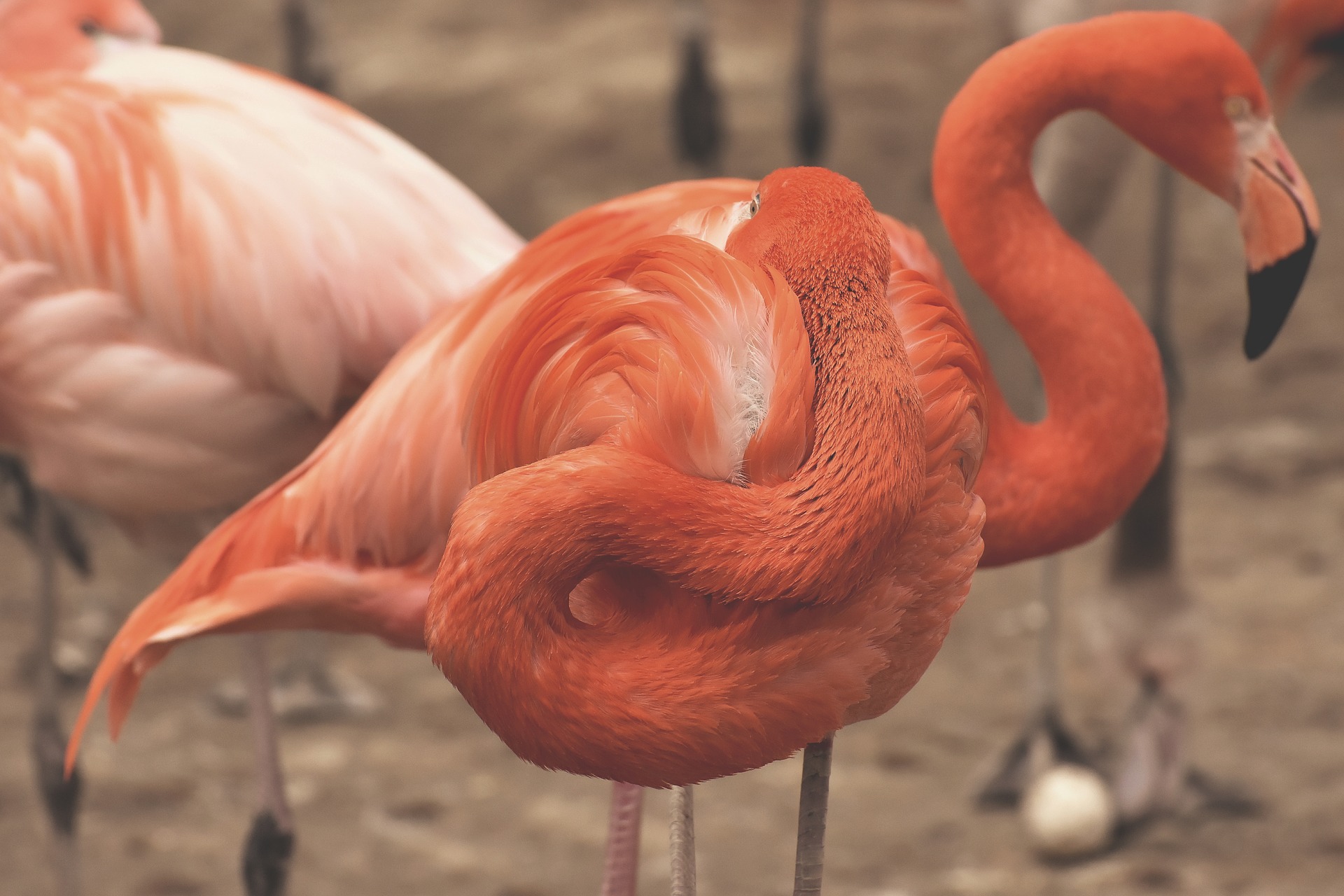 flamingo sleeping