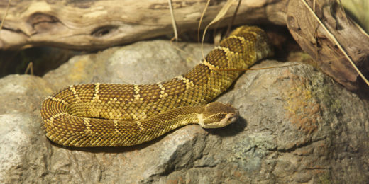Snakebites decrease after drought in California, Stanford-led study says