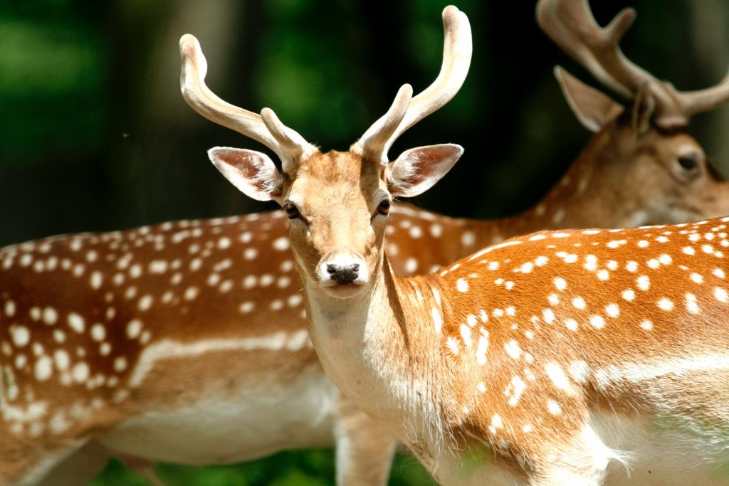 genetics-of-rapid-deer-antler-growth-discovered-scope