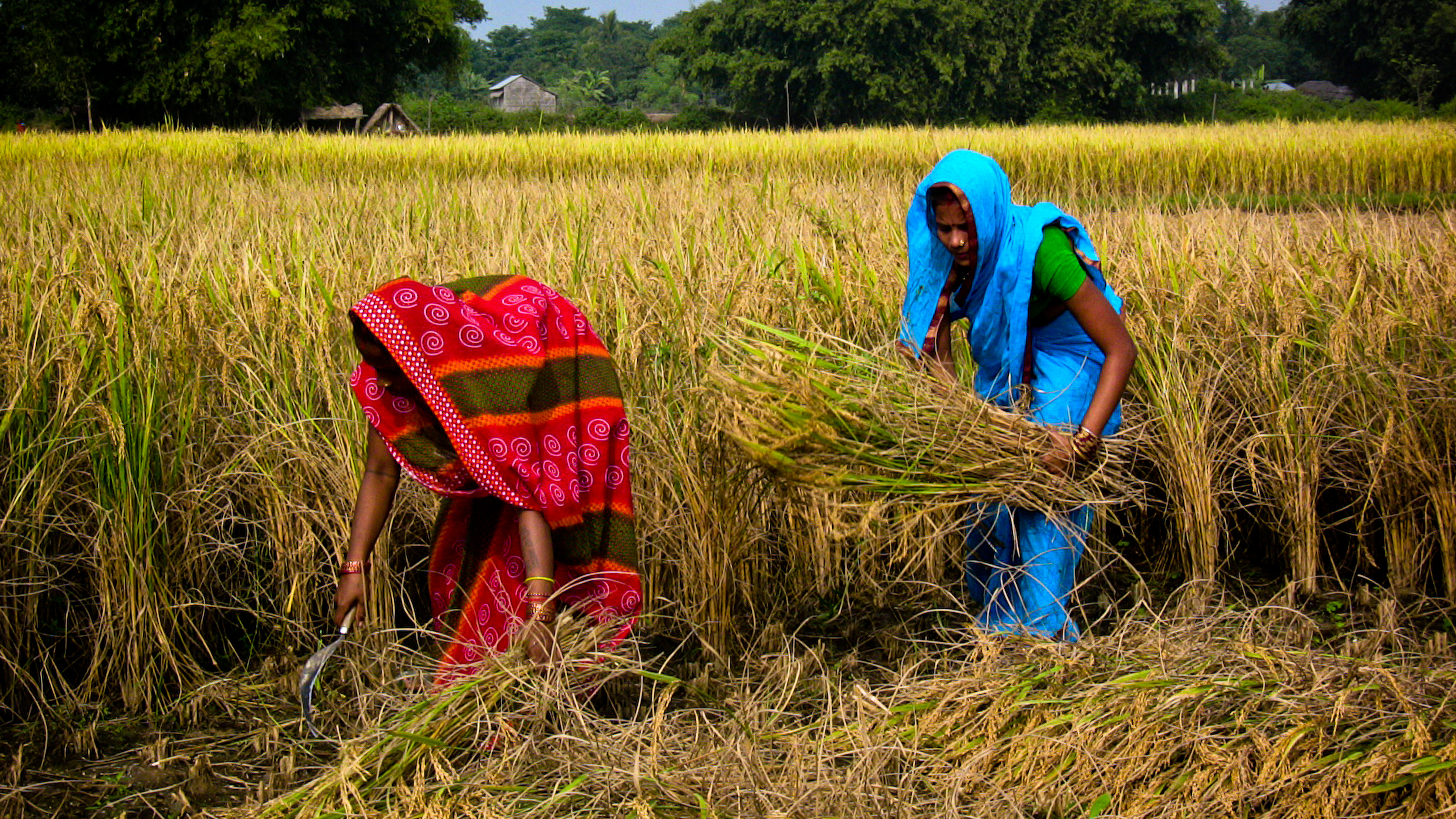 Nepali women harvesting rice