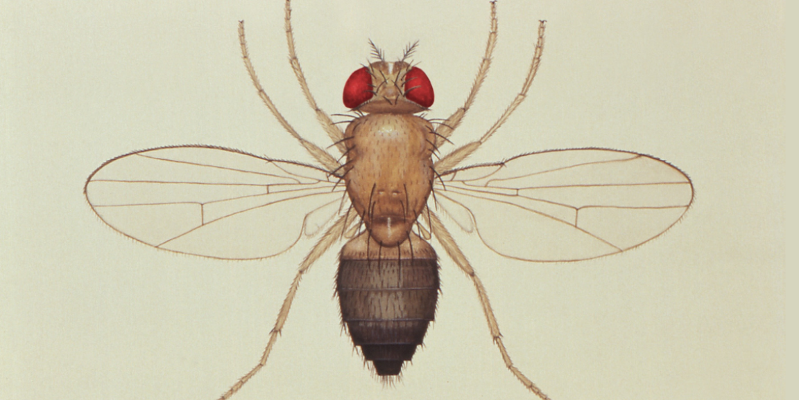 fruit fly drawing