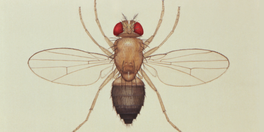 From flies to humans — connecting the dots to find a potential treatment for a progressive movement disorder