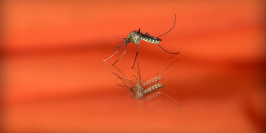 When will dengue turn life-threatening? Researchers identify genes that provide a tell