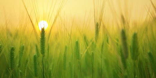 Climate change can affect nutrient content of crops, harming human health