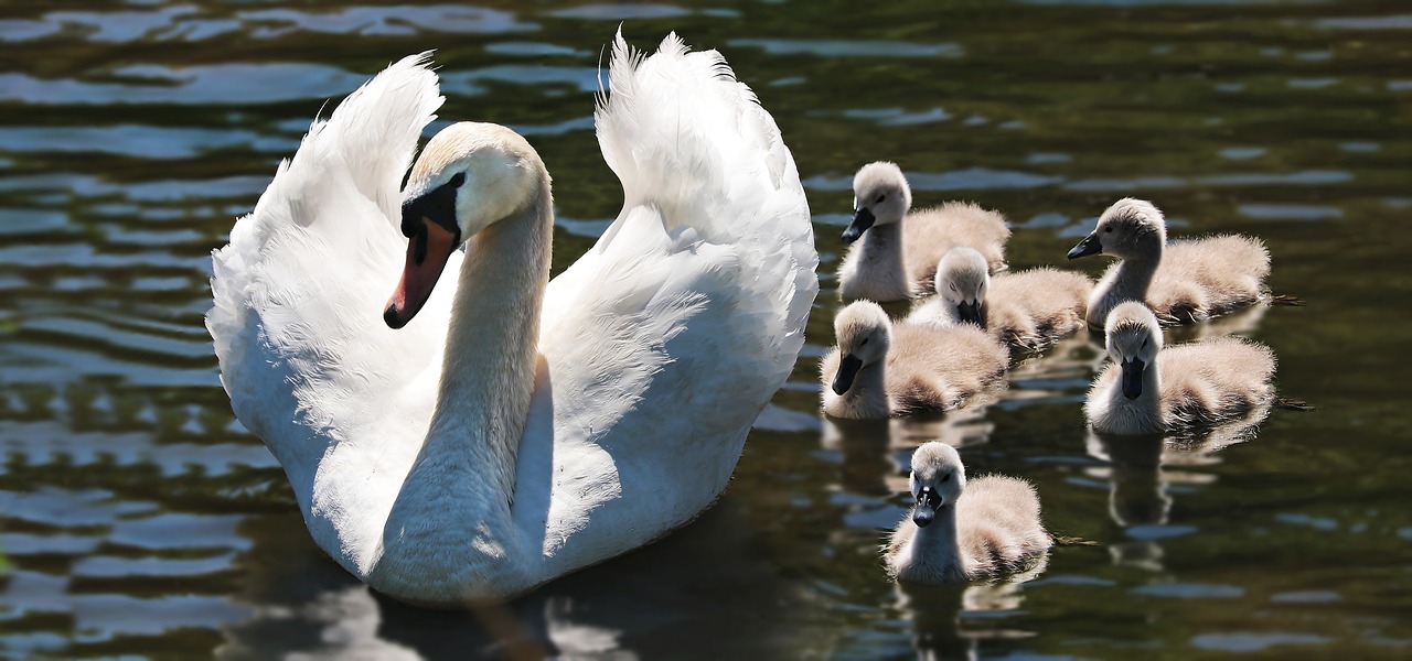 mother swan with baby swans in lake
