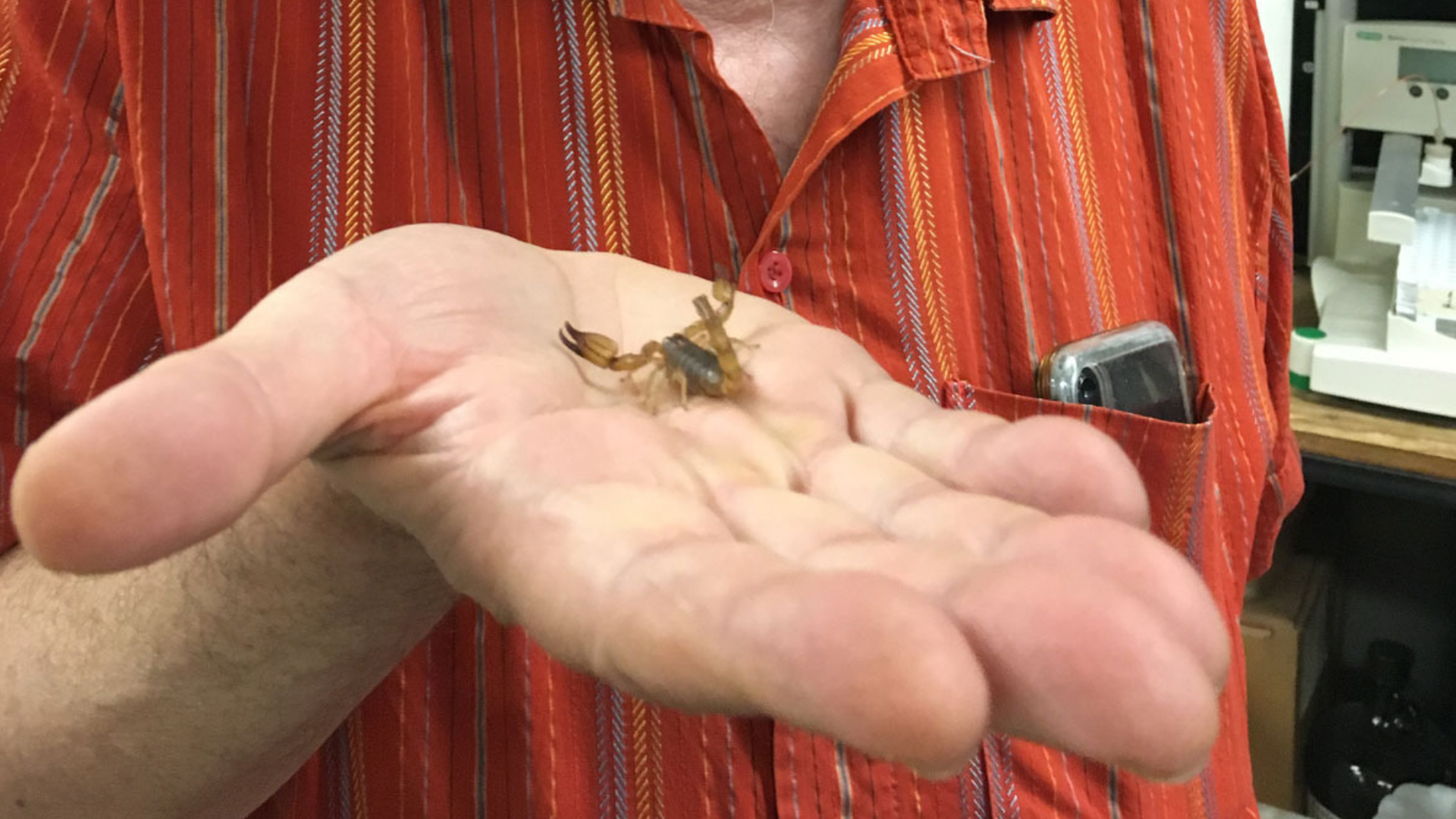 Stanford's Robert Zare holds an eastern Mexican scorpion species called Diplocentrus melici.
