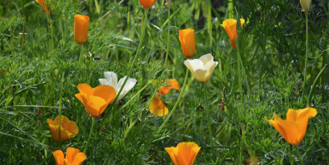 Father Son Duo Find Genetic Mishap Behind Rare White California Poppies Scope