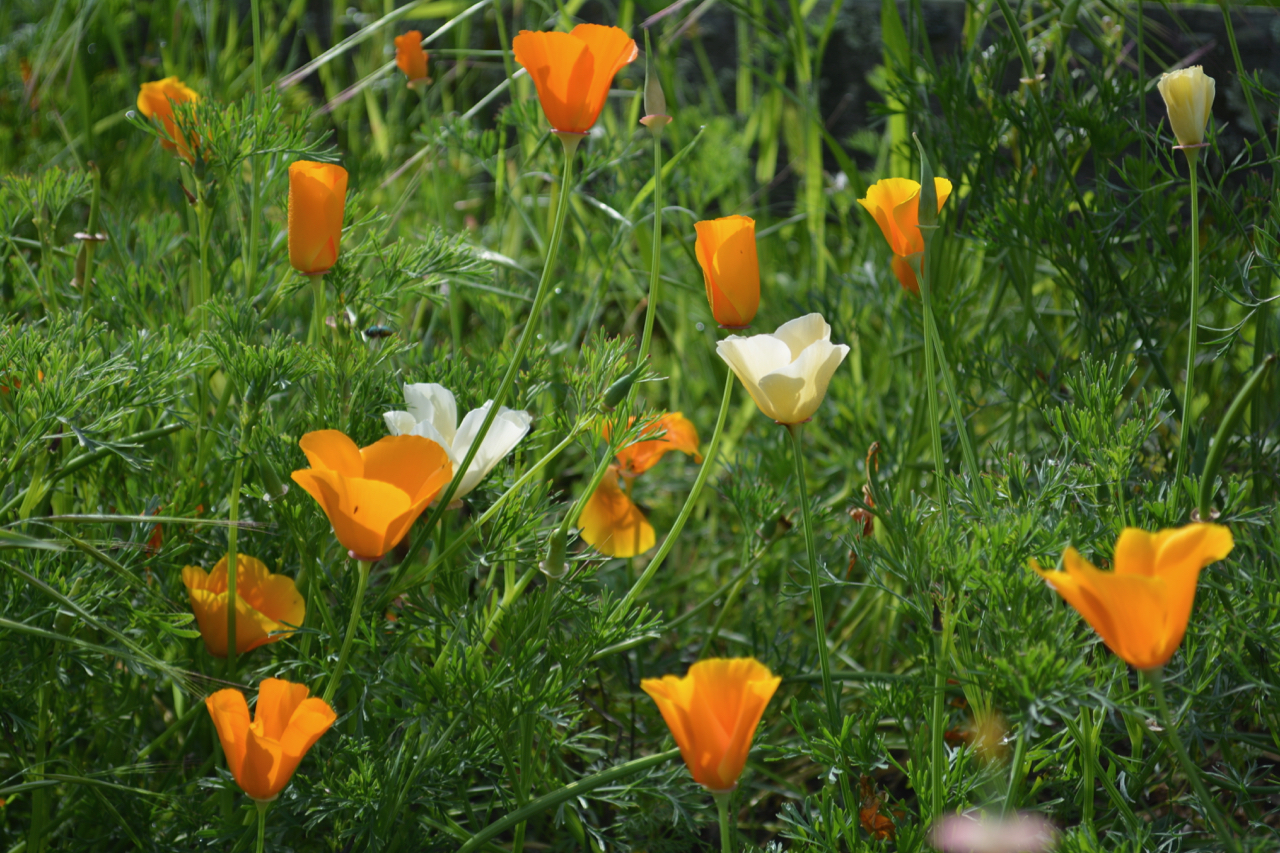 orange poppies