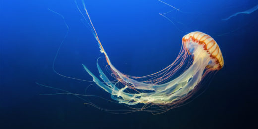 Stung: Understanding jellyfish stings